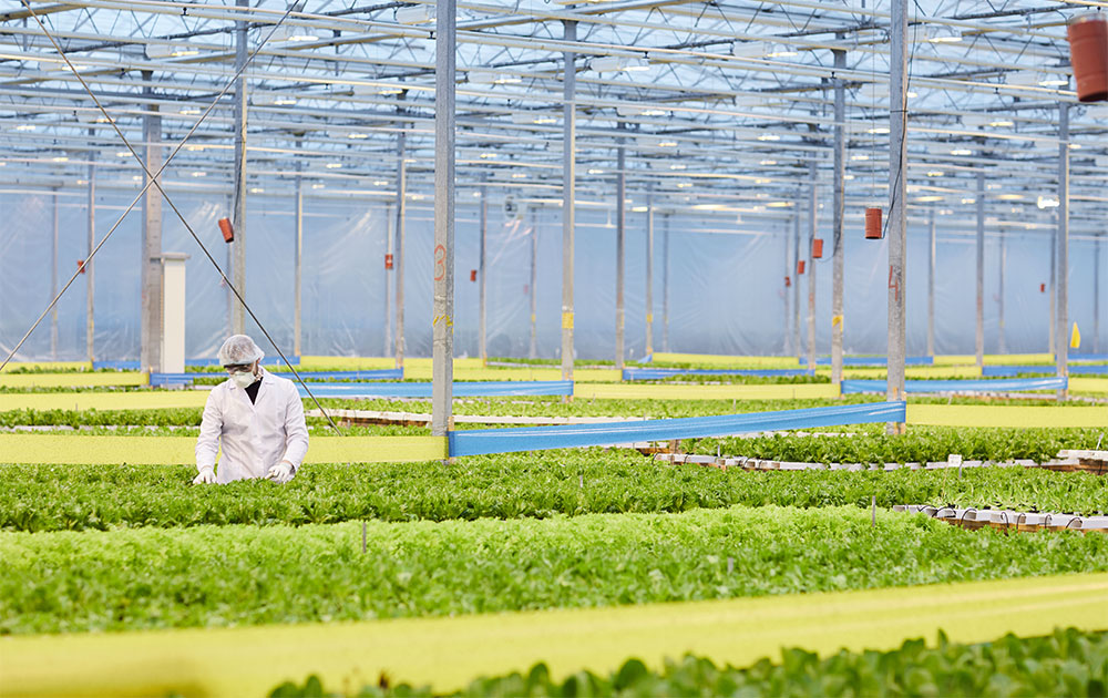 VENTECH <span>GREENHOUSE</span>