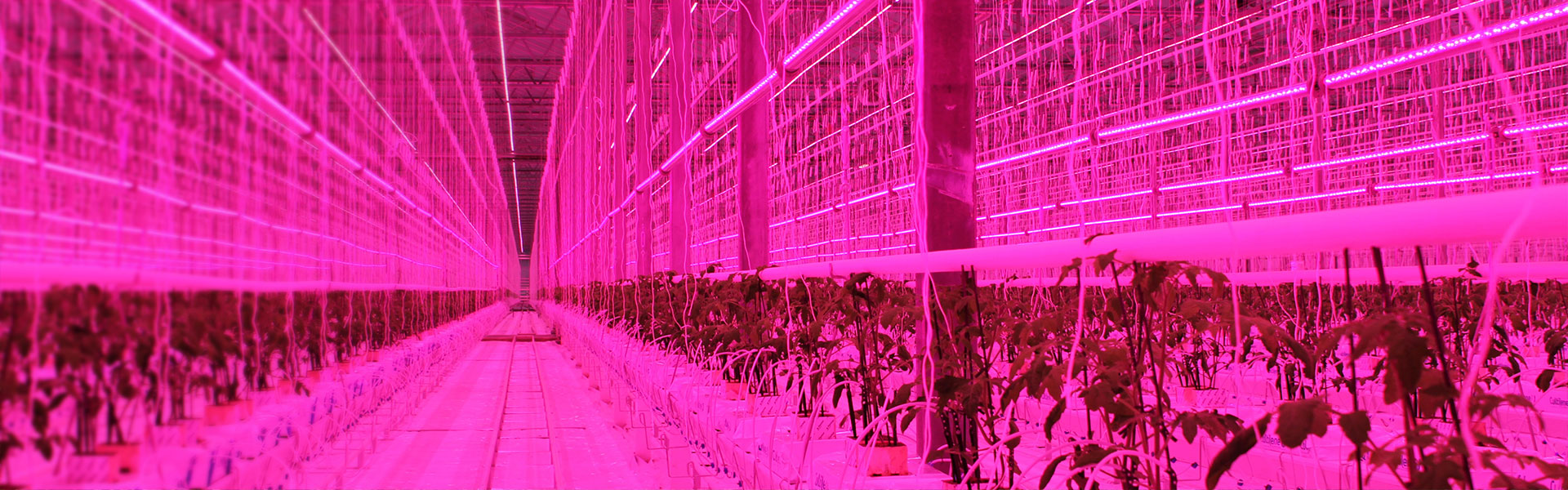 Elektrik Altyapısı ve Growlight