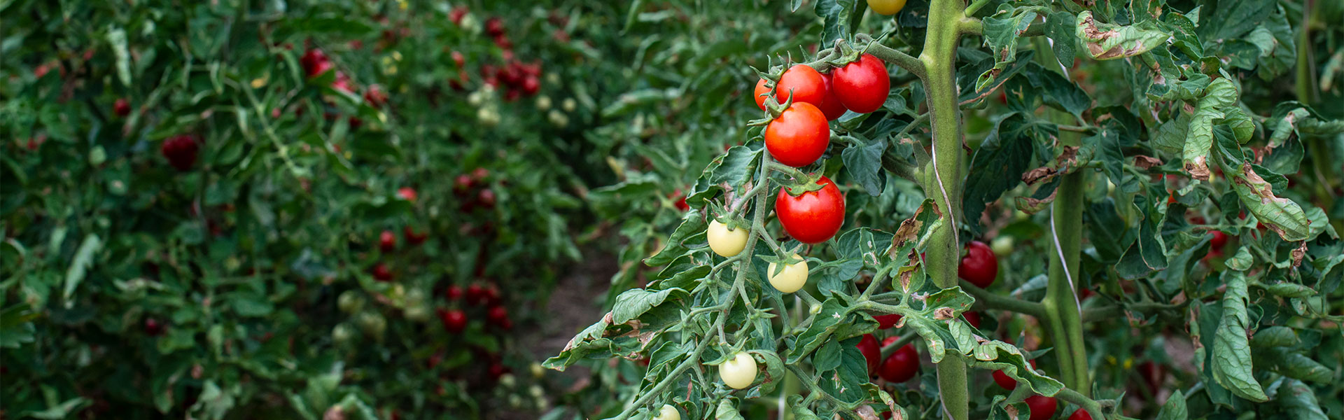 КУЛЬТИВАЦИОННЫЕ СТОЛЫ СИСТЕМА GUTTER